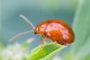 347546 – Photo : Jean-Claude Lablanquie – France (63)