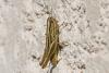 347688 – Photo : Jean-Claude Lablanquie – France (63)