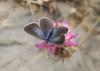 347791 – Photo : Philippe Fourtier – France (38)