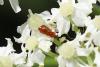 347278 – Photo : Gerard VIGO – France (73)