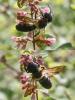 347839 – Photo : Jean-Claude Lablanquie – France (63)