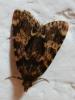 347509 – Photo : Bobabar – France (56)