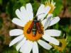 347535 – Photo : Bobabar – France (56)
