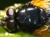 347773 – Photo : Cédric Mondy – France (56)