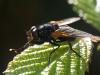 347738 – Photo : Cédric Mondy – France (56)