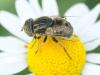 347647 – Photo : Cédric Mondy – France (44)