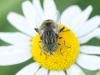 347654 – Photo : Cédric Mondy – France (44)