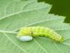347876 – Photo : Volker Fäßler – Allemagne