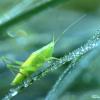 347547 – Photo : Mathurin CARNET – France (58)