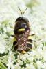 347889 – Photo : Mathurin CARNET – France (38)