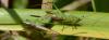 347854 – Photo : Christian Berquer – France (50)
