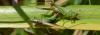 347855 – Photo : Christian Berquer – France (50)