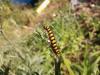 347316 – Photo : Numayta – France (68)