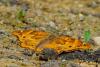 347611 – Photo : Bernard LAVIRON – France (31)