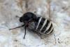 347008 – Photo : Mathurin CARNET – France (38)