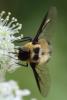 347095 – Photo : Mathurin CARNET – France (38)
