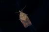 347649 – Photo : Michel Renou – France (22)