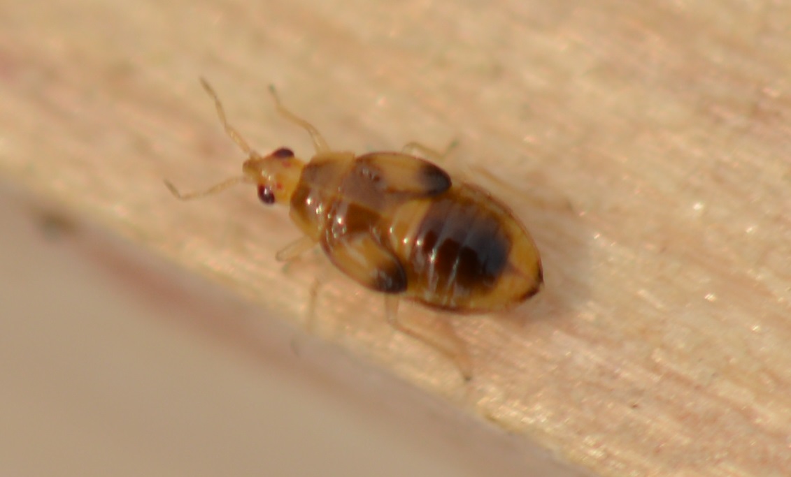 Christian Berquer - Orius sp. - réf. 347779 (1131 x 683 pixels, 148 ko)