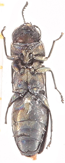 Mathieu Prudhomme - Agrilus sp. - réf. 347165 (268 x 673 pixels, 127 ko)