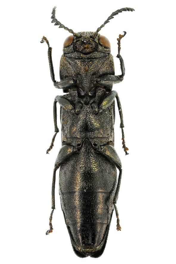 Alain Berly - Agrilus (Quercuagrilus) olivicolor - réf. 347995 (591 x 886 pixels, 77 ko)