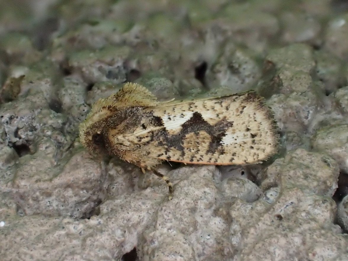 Yannick Mourgues - Acrolophus sp. - réf. 347657 (1176 x 882 pixels, 177 ko)
