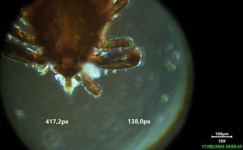 Réf. 348 957 : Ixodes sp.