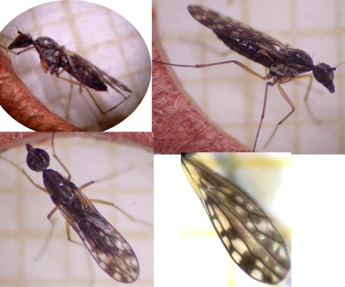 Réf. 348 538 : Dolichocephala irrorata