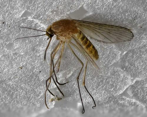 Réf. 348 339 : Culex pipiens