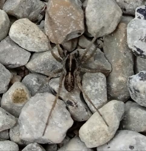 Pardosa sp.