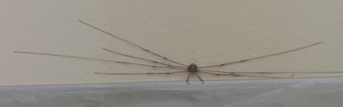 Dicranopalpus ramosus