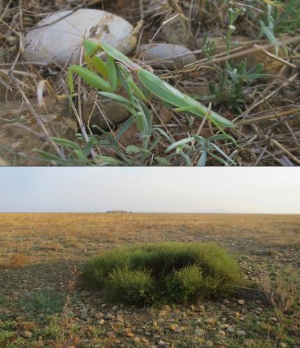 Réf. 348 164 : Hierodula transcaucasica