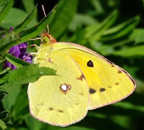 Réf. 348 105 : Colias croceus