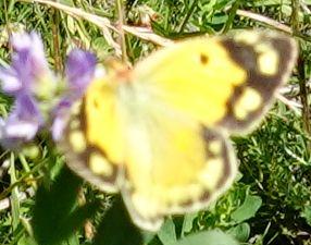 Colias croceus
