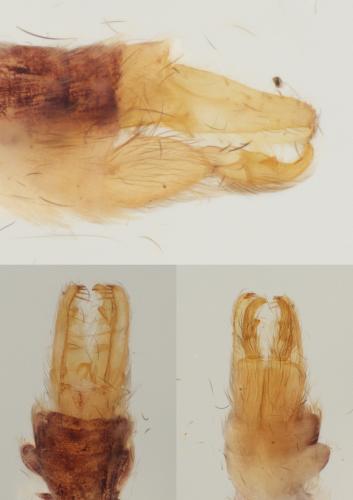 Ecnomus tenellus