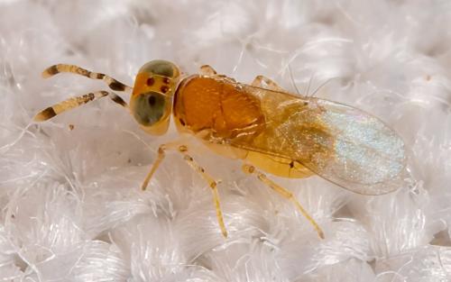 Metaphycus sp.