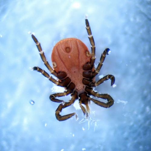 Réf. 348 813 : Ixodes sp.