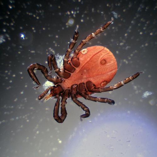 Réf. 348 814 : Ixodes sp.