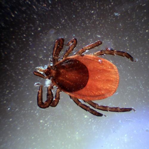Réf. 348 816 : Ixodes sp.