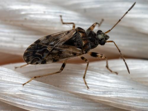 Remaudiereana annulipes