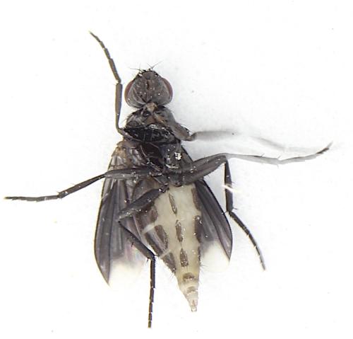 Melanophora roralis