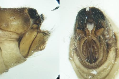 Glyphotaelius pellucidus