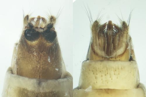 Réf. 348 991 : Glyphotaelius pellucidus