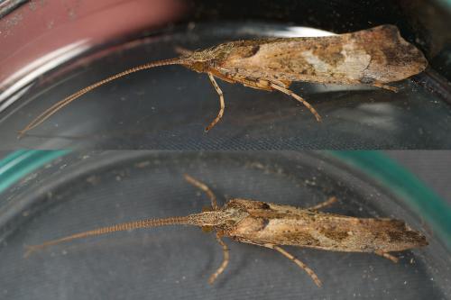 Glyphotaelius pellucidus