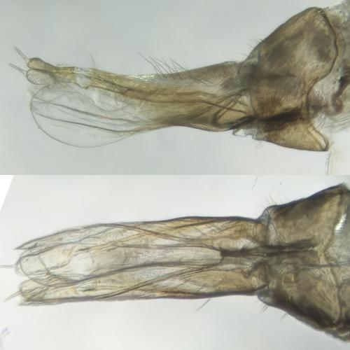 Lype sp.