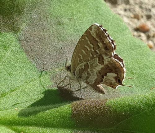 Réf. 348 850 : Cacyreus marshalli