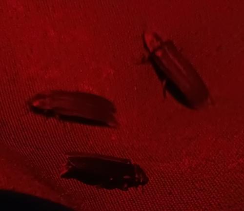 Lampyris noctiluca