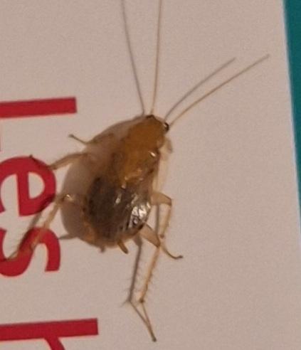 Planuncus vinzi