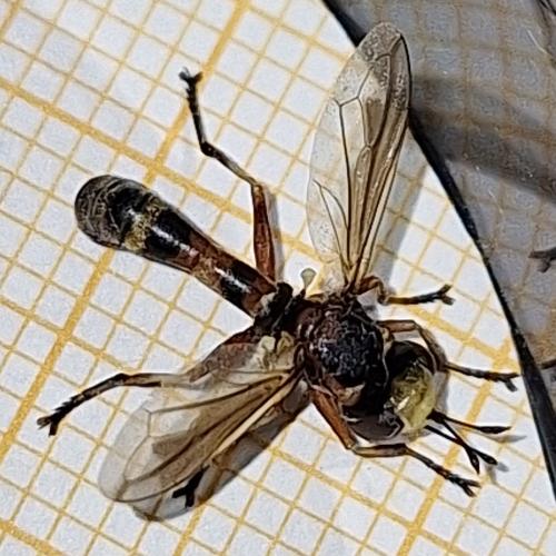 Réf. 348 141 : Physocephala vittata
