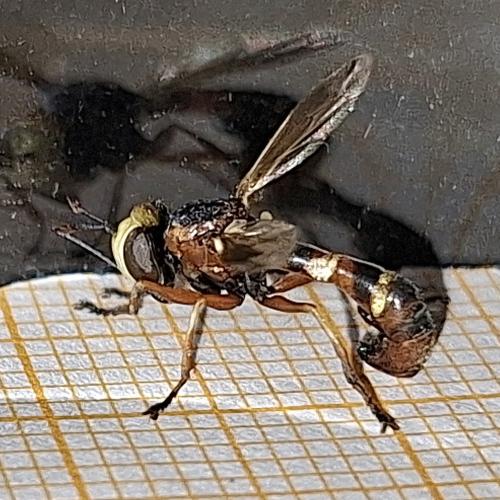 Réf. 348 140 : Physocephala vittata