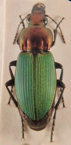 Poecilus kugelanni